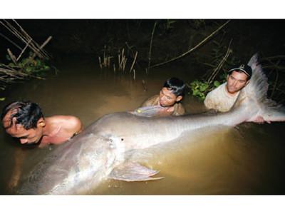 Chưa thông qua dự án Xayaburi