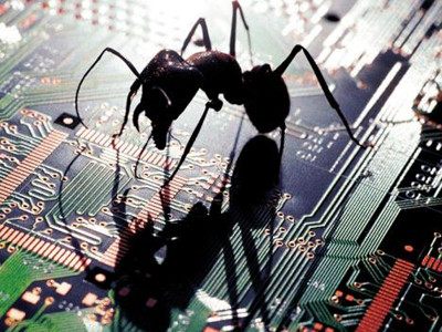 Kiến 'điên' khiến nước Mỹ hốt hoảng