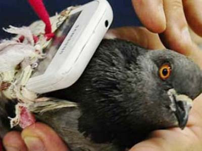 Gửi điện thoại vào tù cho bạn trai bằng… chim bồ câu