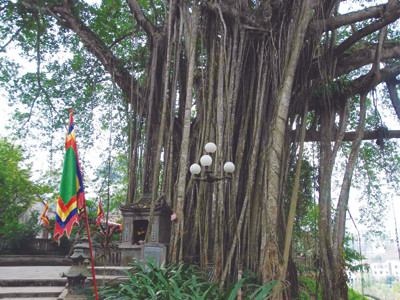 Linh thiêng gốc đa Đền Thượng (Lào Cai)