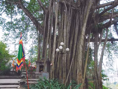 Linh thiêng gốc đa Đền Thượng (Lào Cai)