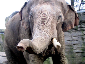 Voi nổi khùng tấn công xe chở khách du lịch