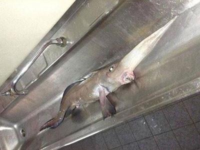 Bắt được cá mũi dài, gai độc kỳ quái