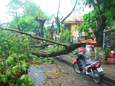 Lốc kèm mưa đá, nhiều cây cổ thụ bật gốc
