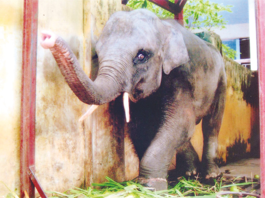 Khăm Bun một năm trước đây được lãnh đạo Liên đoàn Xiếc VN rất ưng