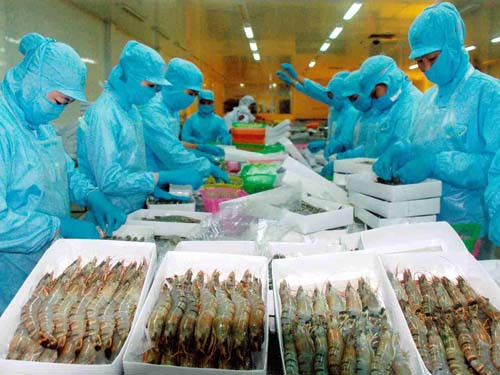 Tôm Việt Nam xuất mạnh sang EU