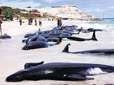 Cá voi bị stress do thiết bị săn tàu ngầm của quân đội