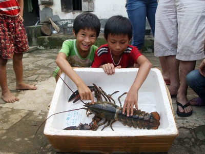 Bắt được tôm hùm nước ngọt nặng 2,6 kg