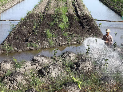 Nông dân ồ ạt bỏ lúa trồng cam sành