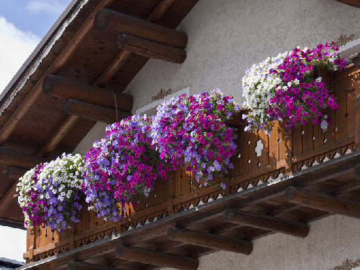 Hoa đẹp rực rỡ cho ngôi nhà