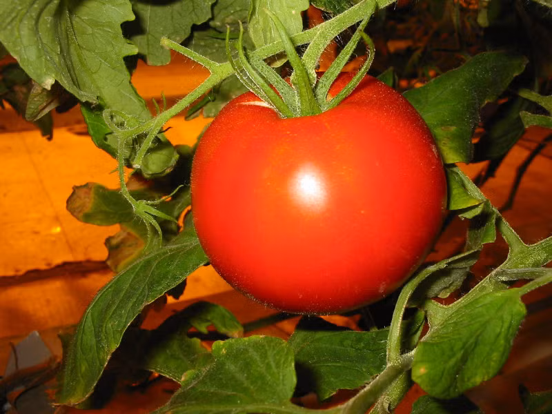 Khỏe đẹp nhờ ăn cà chua