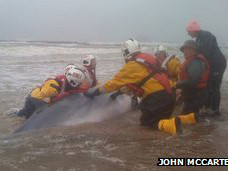 Cá voi bị mắc cạn và chết tại bờ biển Scotland