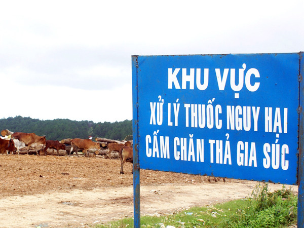 Bò kiếm ăn trên bãi rác phun thuốc