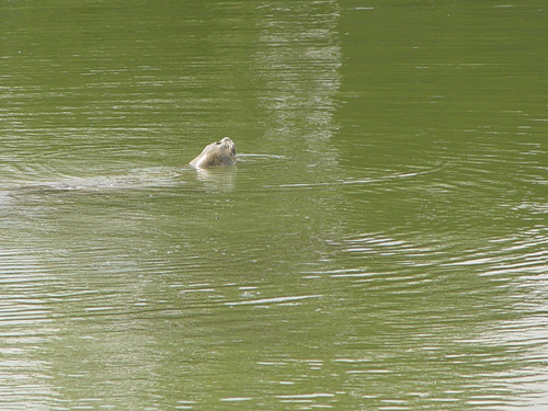 Cụ rùa nổi trước Đại lễ