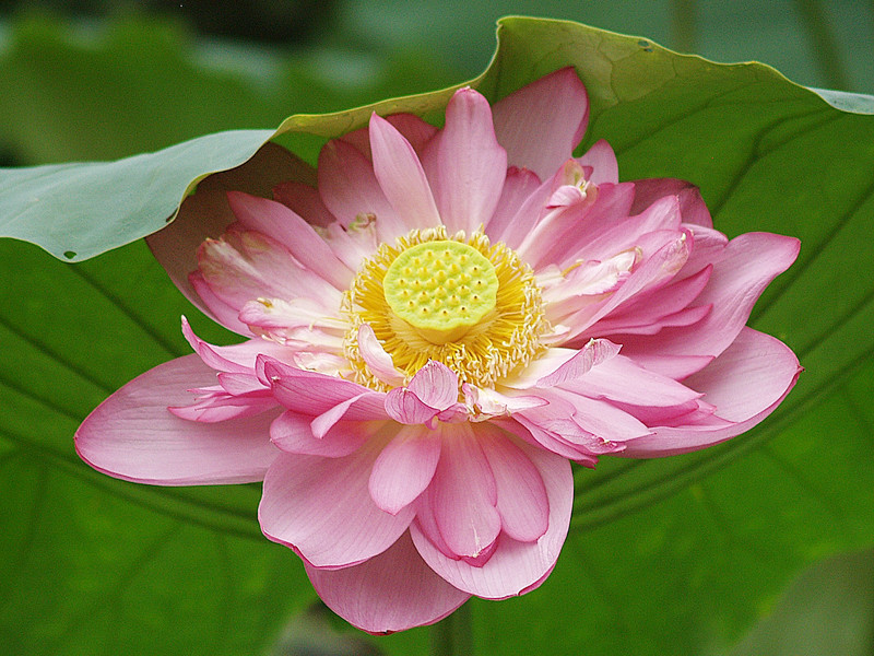 Sen bách cánh hồ Tây. Ảnh: Đỗ Đức