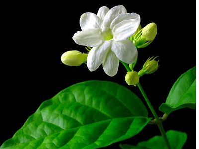 Hoa nhài chữa mất ngủ, an thần