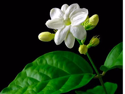 Hoa nhài chữa mất ngủ, an thần
