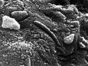 Sự sống ở Trái Đất bắt nguồn từ ngoài hành tinh