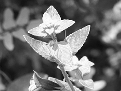 BẢO VỆ GAN ĐỪNG QUÊN NHÂN TRẦN!