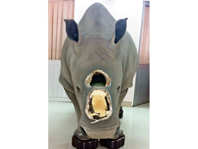 Khó xác định nguồn gốc sừng tê giác của ông Trầm Bê?