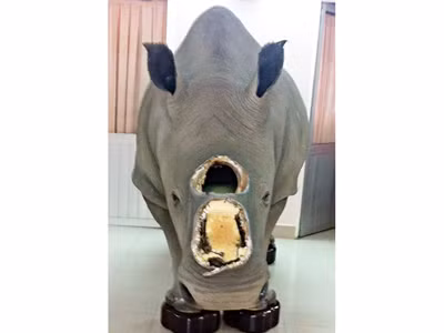 Khó xác định nguồn gốc sừng tê giác của ông Trầm Bê?