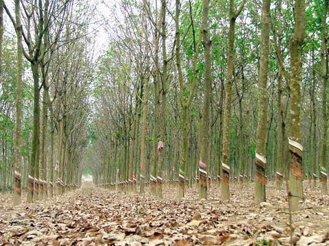 Dân trồng cao su phá cam kết