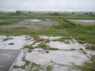 Tan hoang đồng muối
