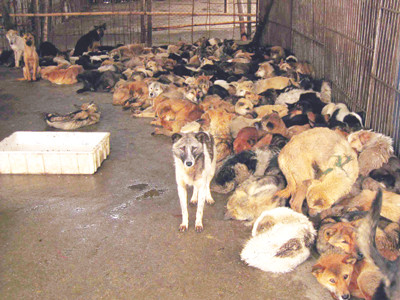 Chó được đưa về Ta Rae nuôi nhốt, chờ ngày xuất khẩu