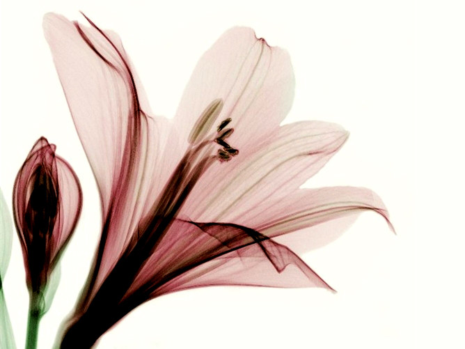 Độc đáo những bông hoa trong suốt lạ kỳ