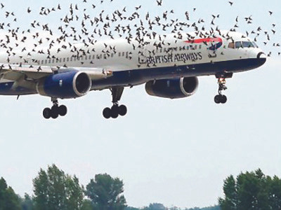 Khi rắn, gián, chim... đại náo máy bay