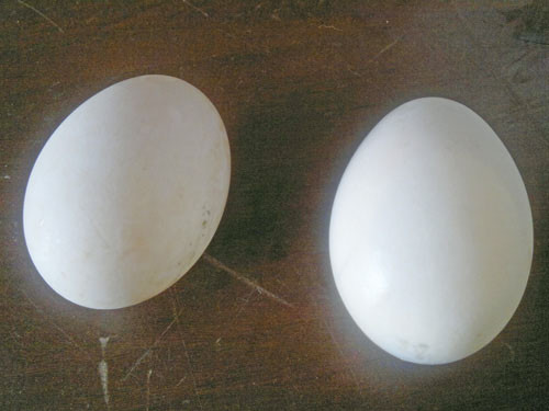 Trứng vịt bất thường