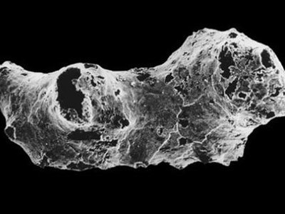 Phát hiện động vật cổ xưa nhất Trái đất