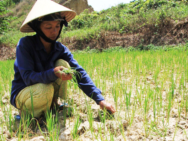 Thủy điện tích nước, hạ du quay quắt hạn mặn