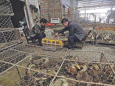 Cúm H7N9 có thể kháng thuốc Tamiflu