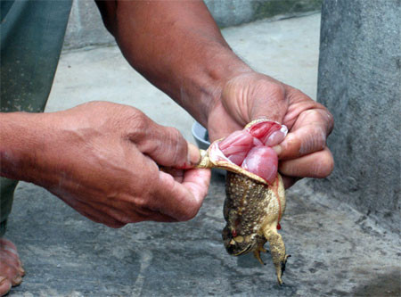 Ăn trứng cóc, 1 người chết, 10 người nhập viện