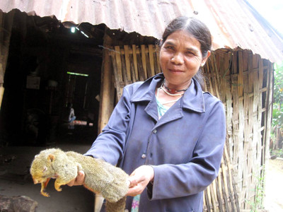 Sóc, chuột - miếng ngon đại ngàn