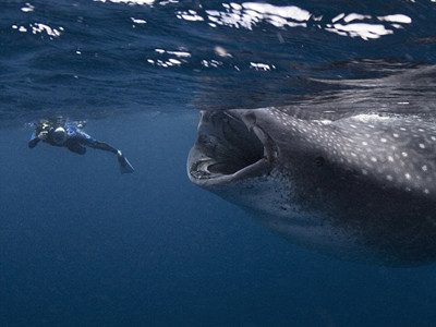 Cá mập khổng lồ suýt nuốt chửng thợ lặn