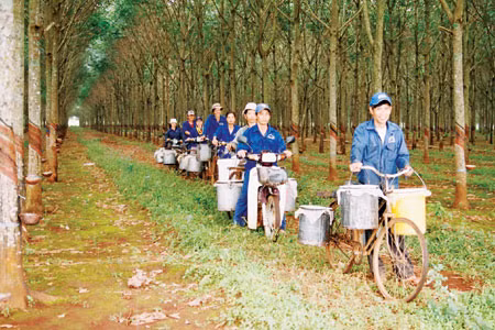 Rừng cao su của Binh đoàn 15. Ảnh minh họa