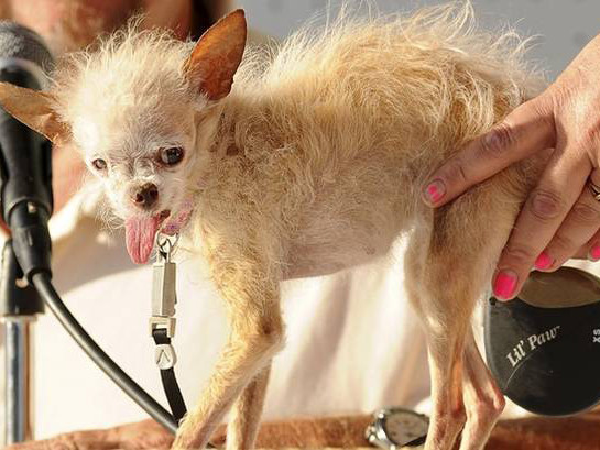 Chú chó xấu nhất thế giới đã qua đời