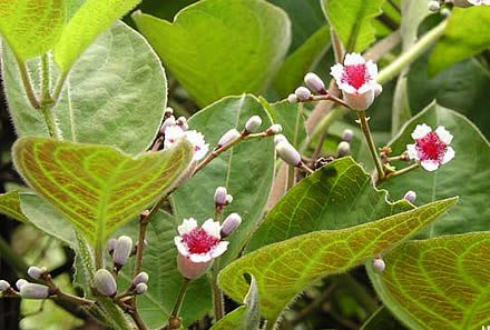 Rau gia vị chữa đau dạ dày, tẩy giun