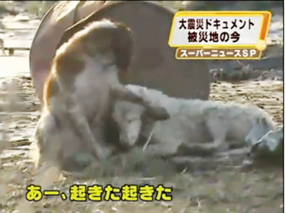 Chú chó không bỏ bạn trong hoạn nạn sau động đất