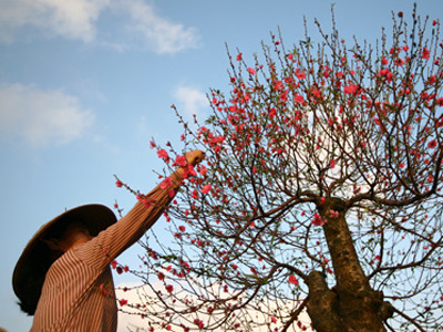 Tết của những chàng rể Việt