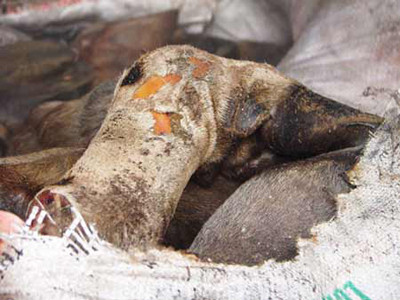 Khách đám cưới không chịu ăn vì chê thịt bị thối