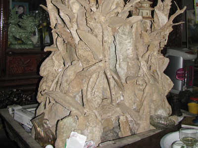 Cây gần hóa thạch được trả giá 1,5 triệu USD