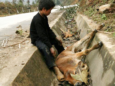 Trên 12.000 trâu bò chết rét