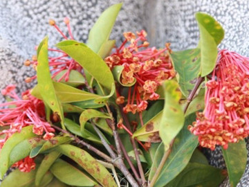 Đặt hoa rừng viếng Tướng Giáp ở Điện Biên