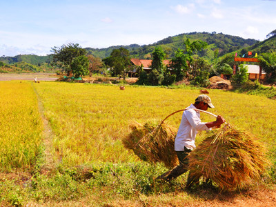 Những 'Vua lúa' cao nguyên