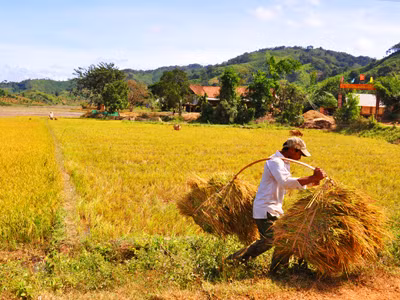 Những 'Vua lúa' cao nguyên