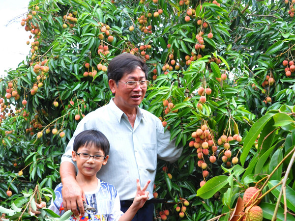 Kiếm bạc tỷ từ trồng vải trên Tây Nguyên