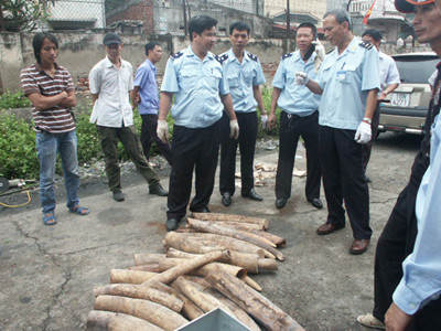 Phát hiện số lượng lớn ngà voi nhập lậu